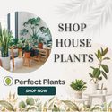 perfect plants