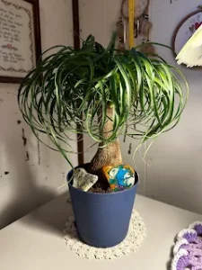 ponytail palm