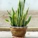 snake plant