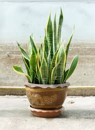 snake plant