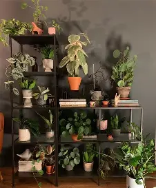 my plants